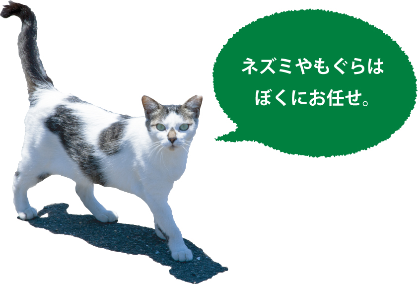 お守り猫